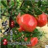 批发优质嫁接石榴绿化果树苗 庭院园林种植超大籽石榴苗味甜多汁