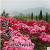 批发庭院绿植苗木 精品丰花月季 红帽子月季盆栽地栽苗 量大从优