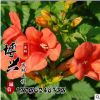 批发供应优质美国凌宵花苗 攀援花卉 藤本植物 凌霄苗 基地发货