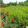 大量供应红王子锦带苗 金叶锦带 园林绿化用苗批发 量大从优