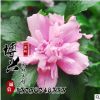 观花型园林绿化苗木批发 优质小树苗苗圃供应规格全 独杆木槿花苗
