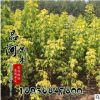 基地速生苗木金叶复叶槭小苗批发 工程绿化景观嫁接复叶槭苗木