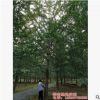 中国银杏之乡专供30公分银杏树 基地直销 规格齐全 价格合理