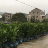 基地供应二年砂糖橘苗 田里栽培砂糖橘树苗 庭院植物沙糖桔果树苗