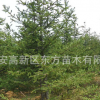 基地供应云杉树苗 园林绿化云杉苗木 成活率高云杉树苗 量大从优$