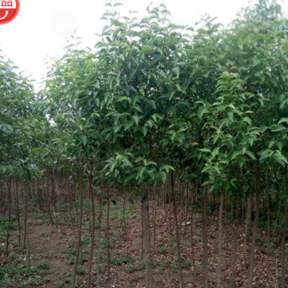 大叶女贞苗木基地，批发价格，质优价廉，中国花卉产业网