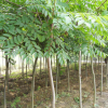 栾树价格，种植批发，基地，中国花卉产业网