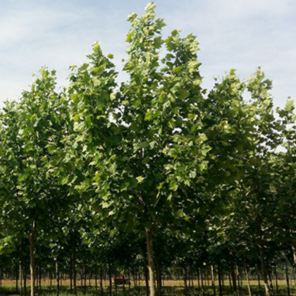 法国梧桐 中文名：高可达30米，有“行道树*”之称；价格优惠，值得信赖。