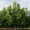 法国梧桐 中文名：高可达30米，有“行道树*”之称；价格优惠，值得信赖。