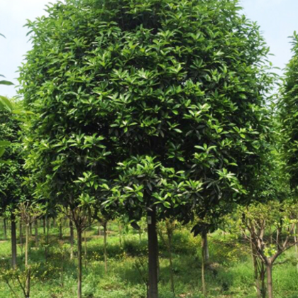 桂花树品质优良，价格实惠，集绿化、美化、香化于一体的观赏与实用兼备的优良园林树种。