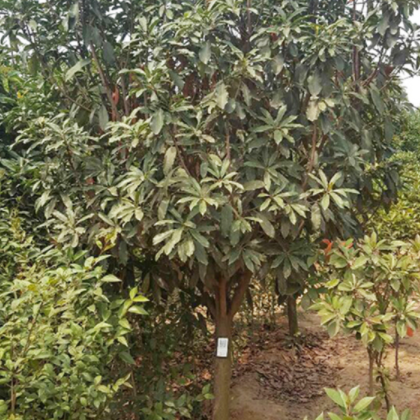 石楠 8公分 喜光稍耐荫，深根性，对土壤要求不严，但以肥沃、湿润、土微酸性的砂质土壤*为适宜。