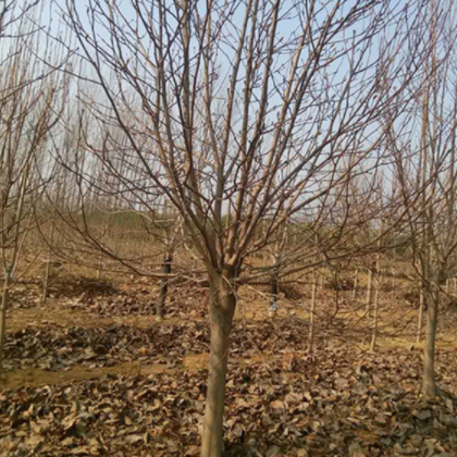 【白玉兰】*新白玉兰树_价格_图片-苗圃_品种全_成活率高