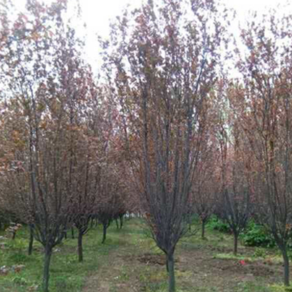 【紫叶李】--紫叶李图片_紫叶李价格 紫叶李-全新紫叶李报价-全新紫叶李信息