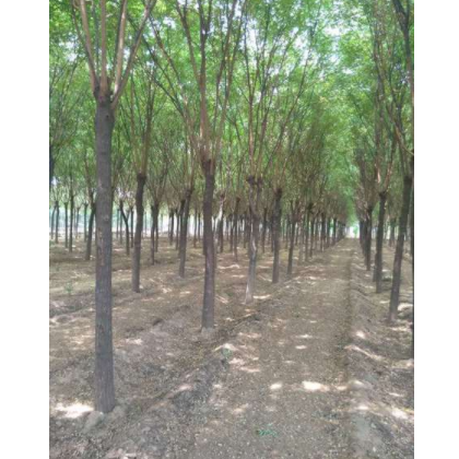 供应国槐（15cm）