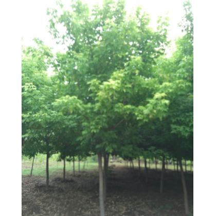 供应金叶复叶槭