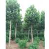 供应高杆法桐（4.8m定干）