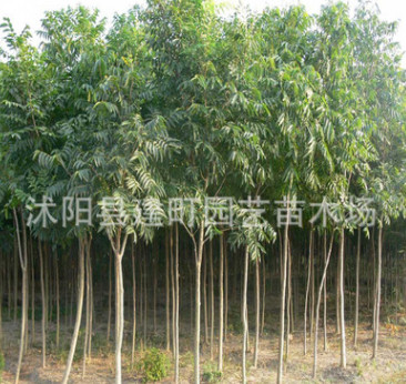 批发工程树苗 无患子小树苗8-15公分无患子树 绿化专用图1