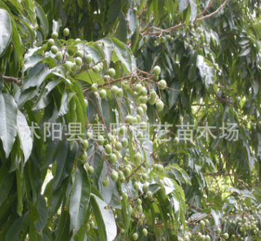 批发工程树苗 无患子小树苗8-15公分无患子树 绿化专用图3