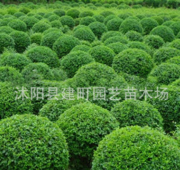 苗圃直销小叶女贞苗 小叶女贞球 各规格齐全货源充足小叶女贞批发图1