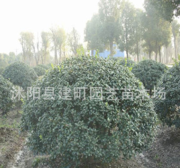 批发工程绿化苗 枸骨苗 盆栽庭院 园林绿化 行道树 规格全图2