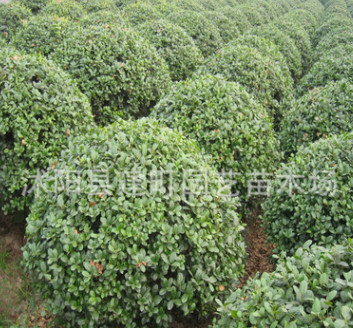 批发工程绿化苗 枸骨苗 盆栽庭院 园林绿化 行道树 规格全图3