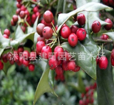 批发工程绿化苗 枸骨苗 盆栽庭院 园林绿化 行道树 规格全图1