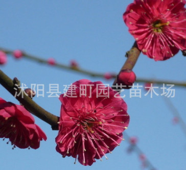 大量批发红梅苗 大规格红梅树苗 优质红梅小苗 规格齐全图3