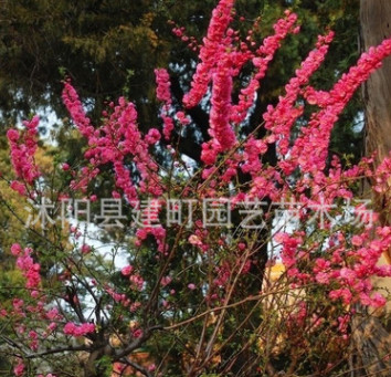 大量批发红梅苗 大规格红梅树苗 优质红梅小苗 规格齐全图1