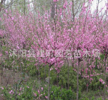 基地直销工程苗 榆叶梅树苗批发 规格齐全 量大优惠 欢迎选购图2