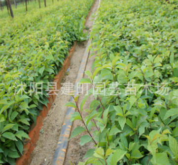 基地直销工程苗 榆叶梅树苗批发 规格齐全 量大优惠 欢迎选购图3