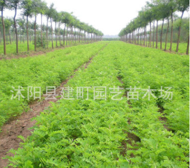 基地批发紫穗槐树苗 紫穗槐苗 紫穗槐 根系发达易成活 欢迎选购图2