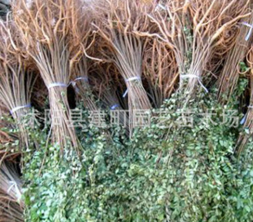 基地批发紫穗槐树苗 紫穗槐苗 紫穗槐 根系发达易成活 欢迎选购图3