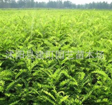 基地批发紫穗槐树苗 紫穗槐苗 紫穗槐 根系发达易成活 欢迎选购图1