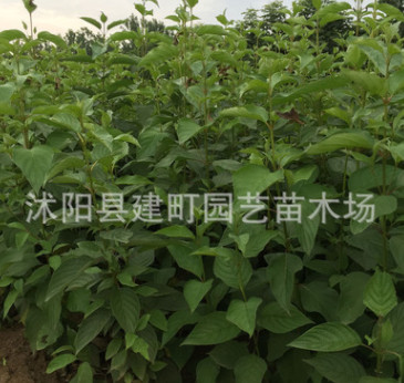绿化苗木批发 红瑞木 红马球 丛生红瑞木苗 工程绿化 规格齐全图3