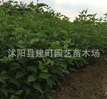 绿化苗木批发 红瑞木 红马球 丛生红瑞木苗 工程绿化 规格齐全图1