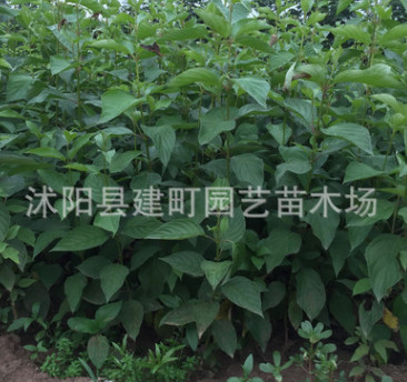 绿化苗木批发 红瑞木 红马球 丛生红瑞木苗 工程绿化 规格齐全图2