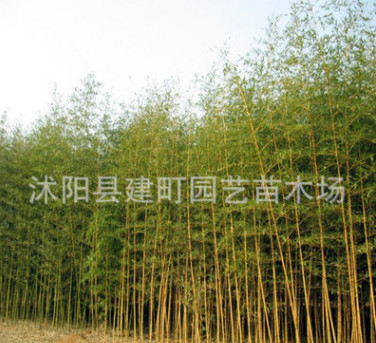 基地批发竹子苗紫竹苗 大青竹苗 金镶玉竹苗等 规格全 数量多图1