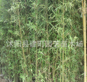 基地批发竹子苗紫竹苗 大青竹苗 金镶玉竹苗等 规格全 数量多图2