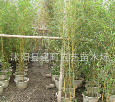 基地批发竹子苗紫竹苗 大青竹苗 金镶玉竹苗等 规格全 数量多图3