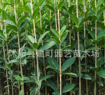 批发 金桂桂花苗直销 保证品种 庭院绿化工程用苗 金桂地栽树苗图3