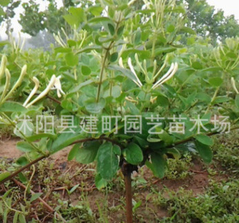 供应树形金银花苗木，金银花种苗，金银花树苗图1