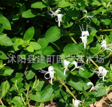供应树形金银花苗木，金银花种苗，金银花树苗图3