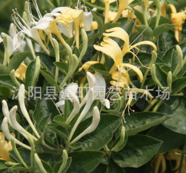供应树形金银花苗木，金银花种苗，金银花树苗图2
