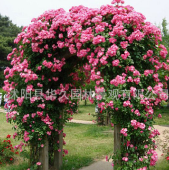 基地直销 多花蔷薇花 多花爬藤蔷薇花 爬藤植物 蔷薇 红花蔷