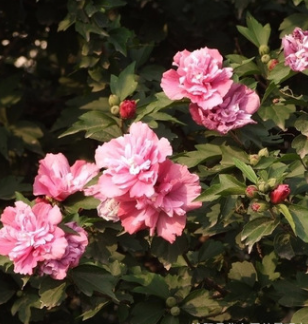 苗圃直销木槿 优质工程绿化苗木批发 木槿苗 品种规格齐全