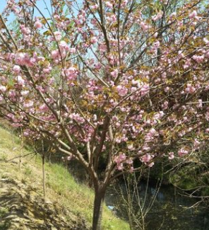 基地批发日本樱花 低价出售 樱花树行道树 工程绿化苗木