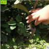 供应苹果树苗 矮化苹果苗 红肉苹果苗 价格优惠 品种纯正