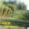 *山东淡竹 早园竹 3米4米高规格 地径1.5公分以上价格 青竹苗