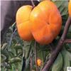 基地常年供应柿子树苗 根系发达 1公分2公分甜柿子树苗