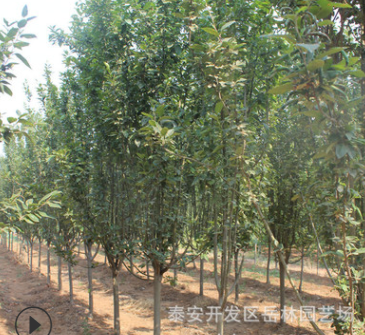 海棠树基地嫁接优质树苗 常年供应绿化树木 规格齐 现货 带土发货